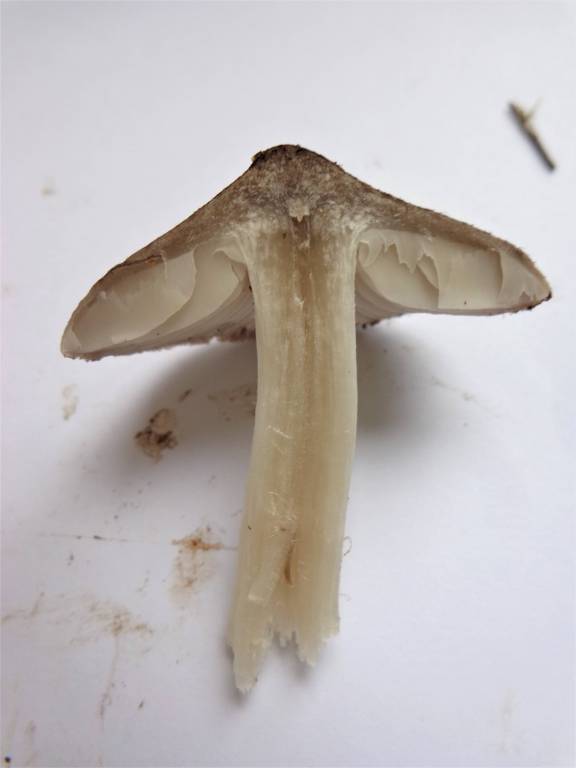 Tricholoma terreum - Рядовка землистая