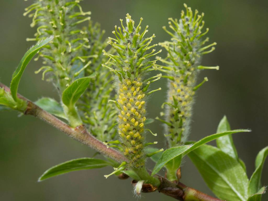 Salix myrsinifolia - Ива мирзинолистная