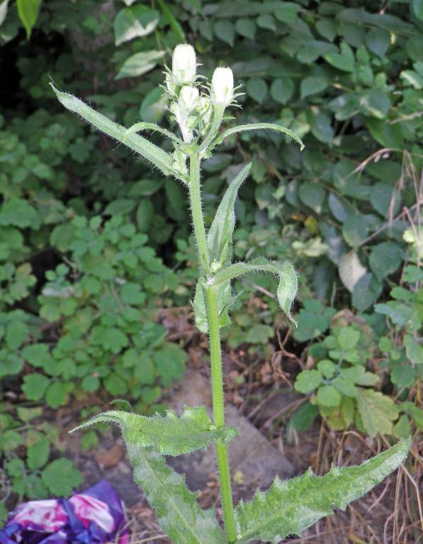 Picris hieracioides - Горлюха ястребинковая
