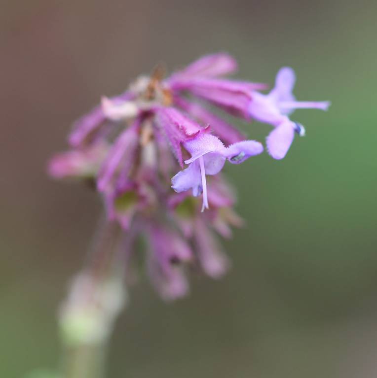 Salvia verticillata - Шалфей мутовчатый