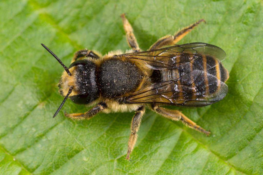 Megachile ericetorum
