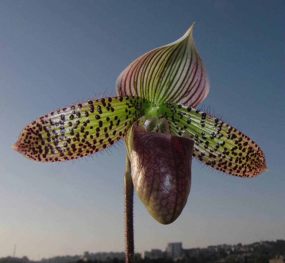 орхидея-туфелька