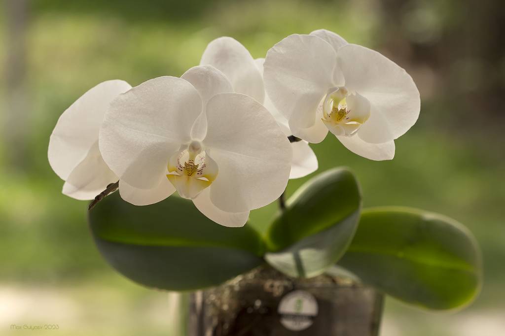 Phalaenopsis Sogo Yukidian