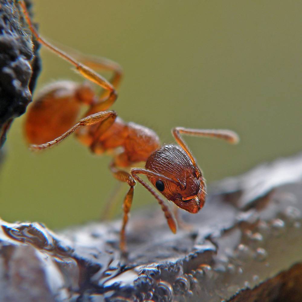 Макро-муравьишко.
