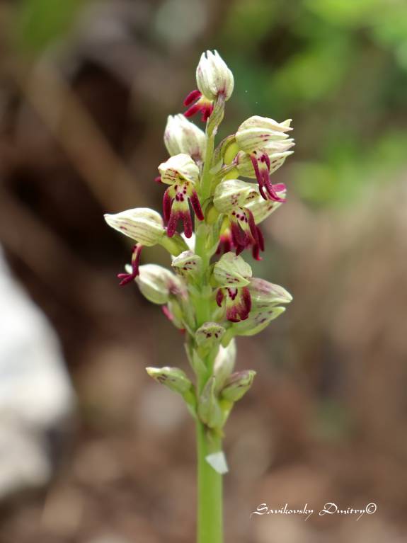 Orchis galilaea - Ятрышник галилейский