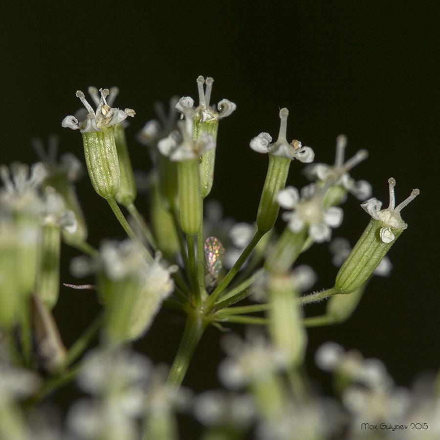 Falcaria vulgaris - Резак обыкновенный
