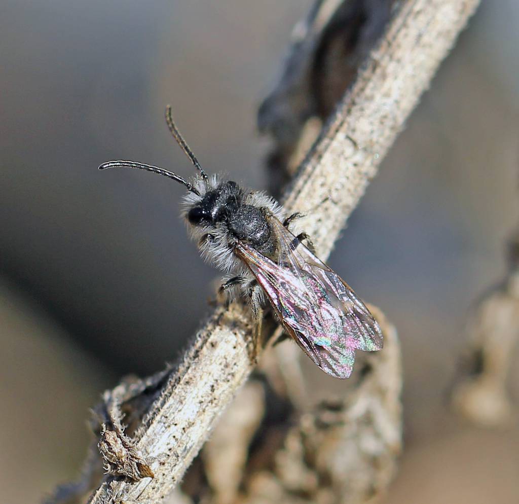 Andrena apicata