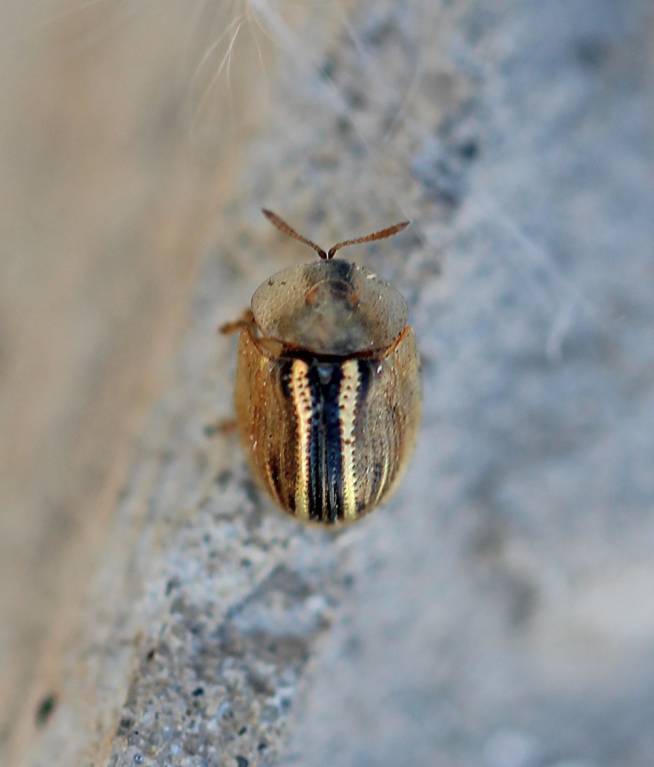 Cassida nobilis - Щитоноска маревая серебристая