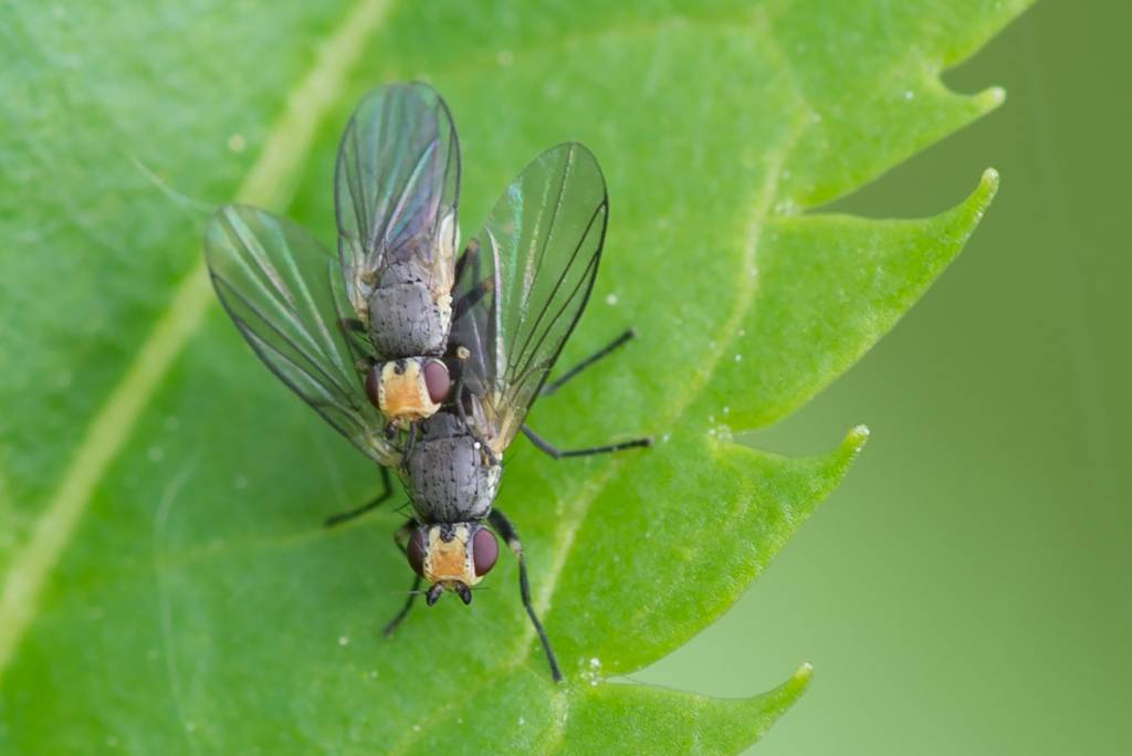 Agromyzidae: Phytomyzinae