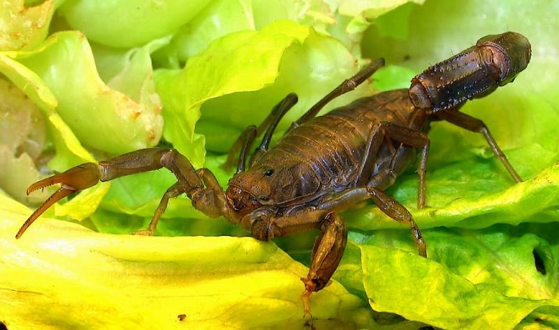 Arachnida (Scorpiones)