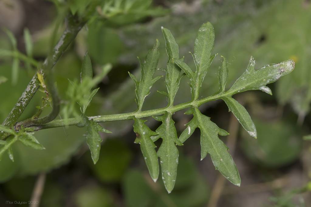 Rorippa sylvestris - Жерушник лесной, Жеруха лесная
