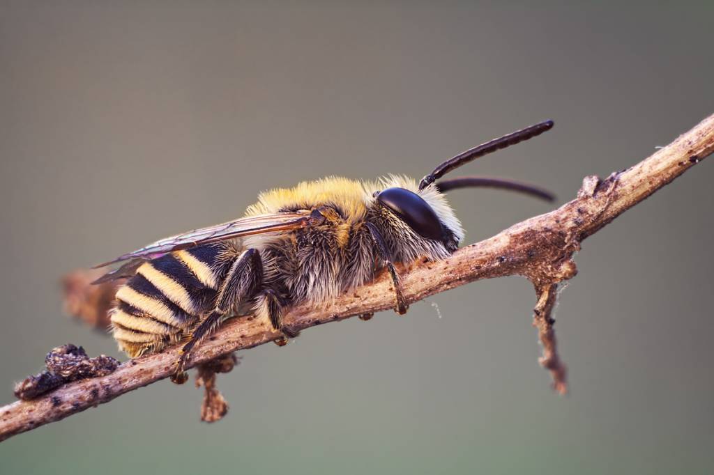 Очередная пчелка