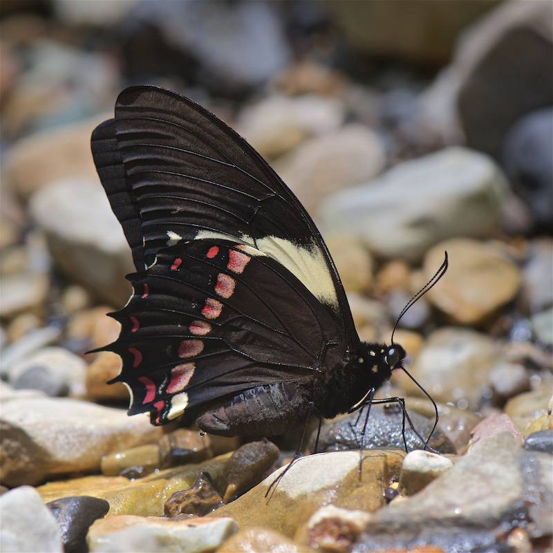 Papilio menatius eurotas