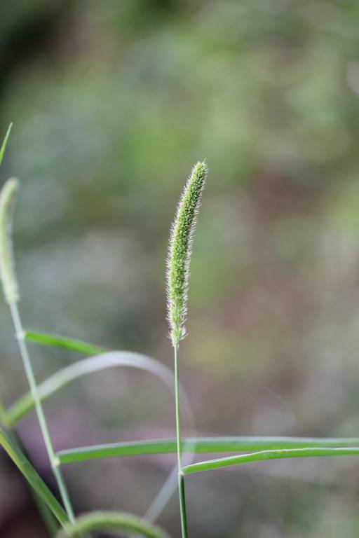 Setaria verticillata - Щетинник мутовчатый