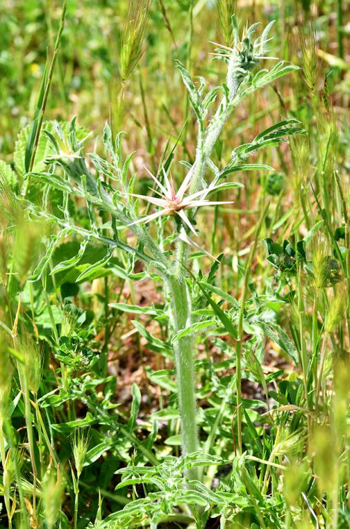 Centaurea iberica subsp. iberica - Василёк иберийский