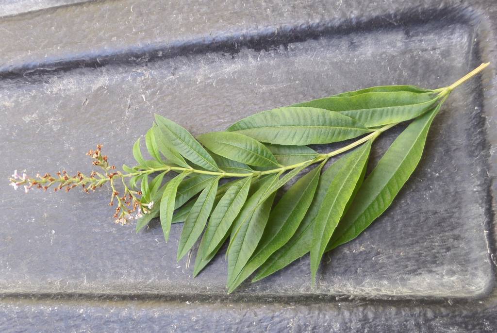 Aloysia citrodora - Алоизия трёхлистная