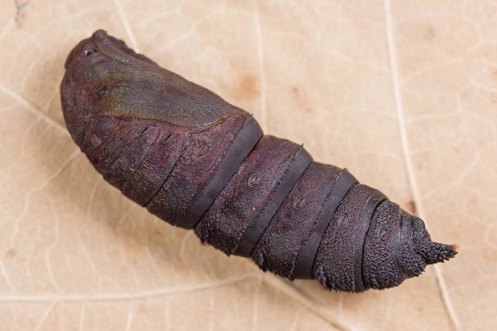 Endromis versicolora - Шелкопряд березовый
