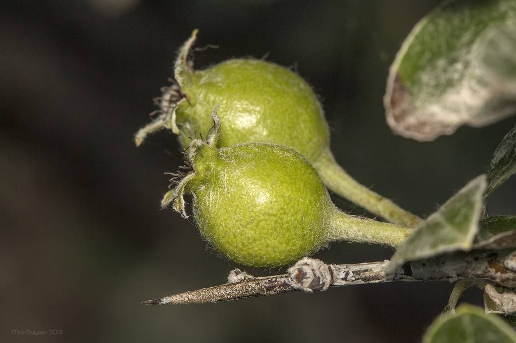 Pyrus elaeagrifolia - Груша лохолистная
