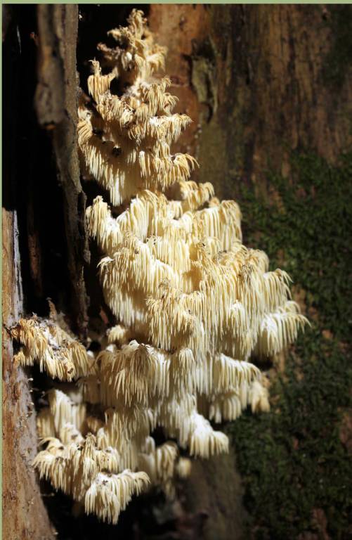 Ежовик коралловидный, Hericium coralloides
