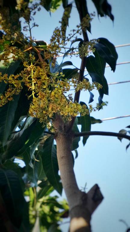 Mangifera indica - Манго индийское
