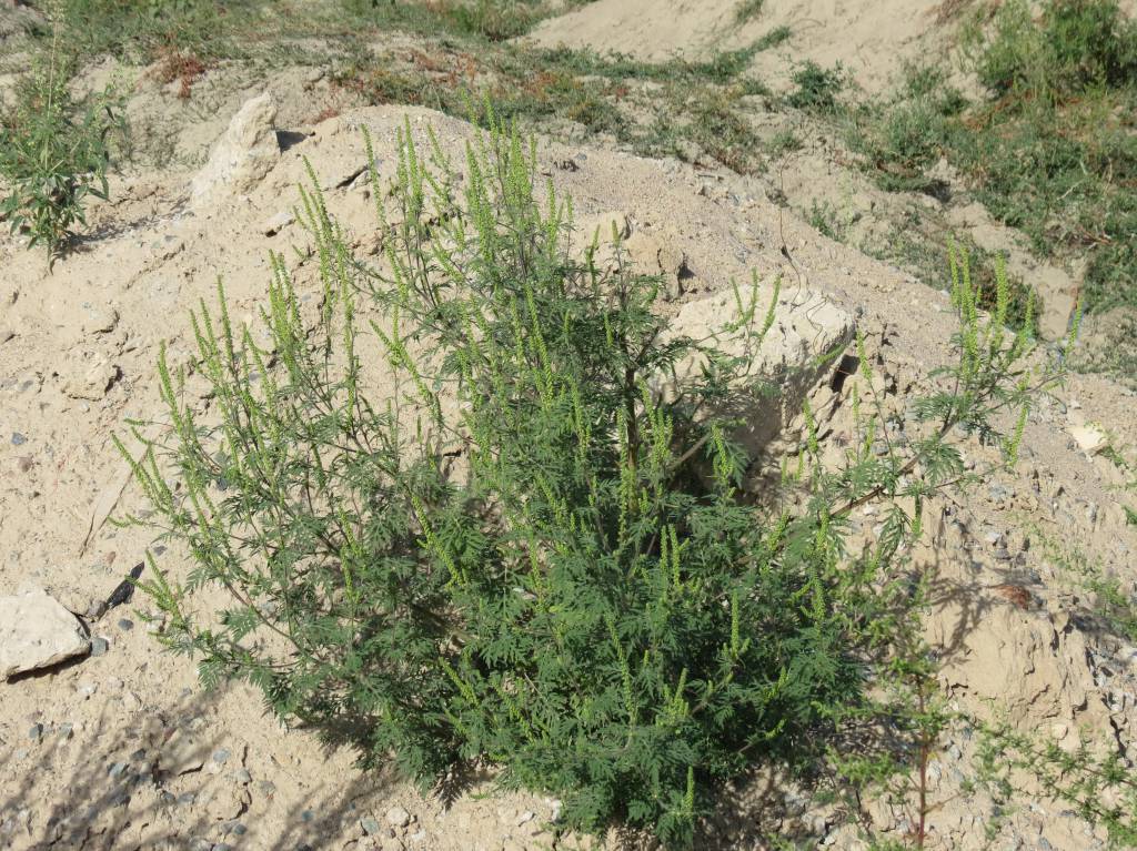 Ambrosia artemisiifolia - Амброзия полыннолистная