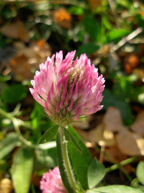 Trifolium pratense - Клевер луговой, красный