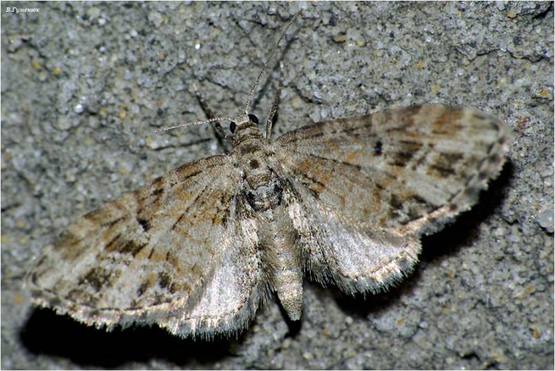 Eupithecia exiguata - Пяденица цветочная барбарисовая