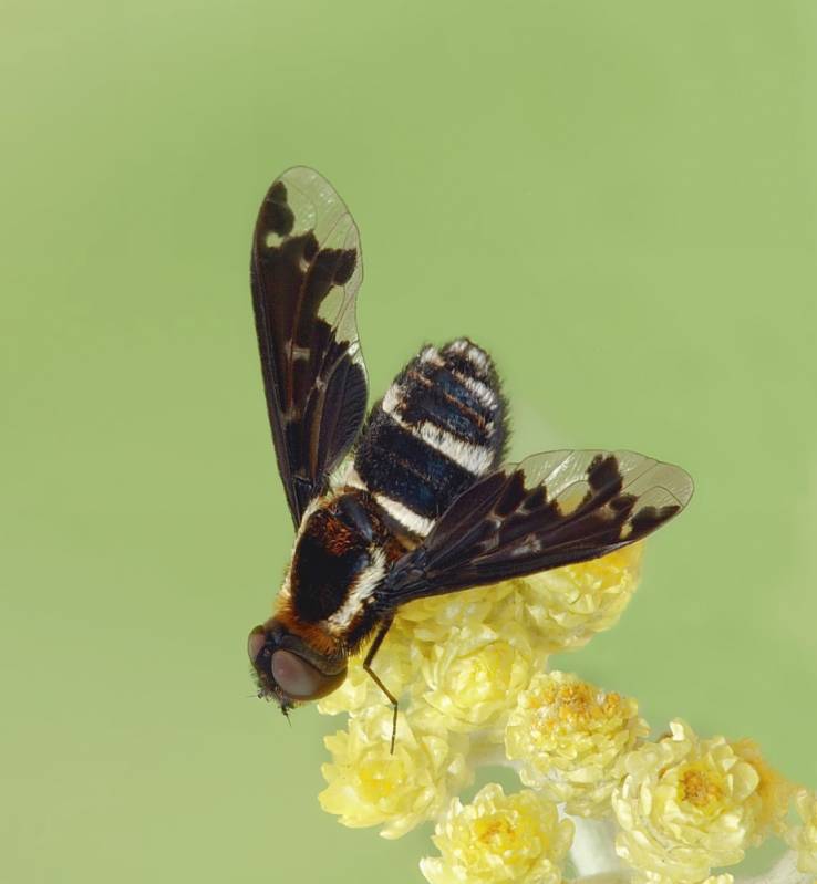 Hemipenthes maura - Темнокрылка черная