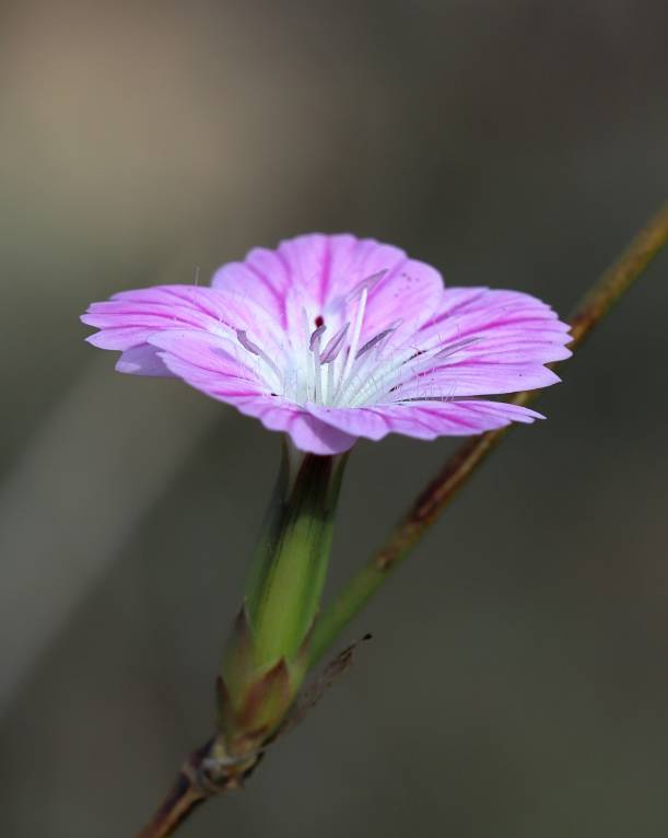 Dianthus strictus - Гвоздика прямая