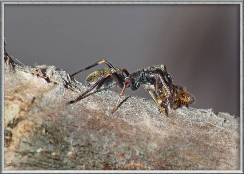 паук-муравей с добычей
