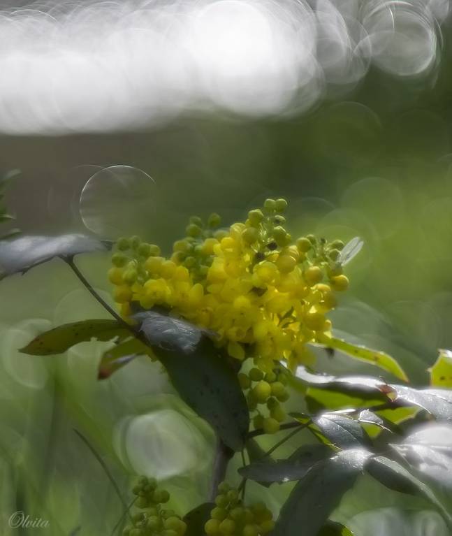 Berberis aquifolium - Магония падуболистная