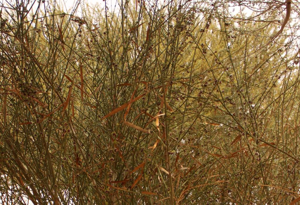 Periploca aphylla - Обвойник безлистный