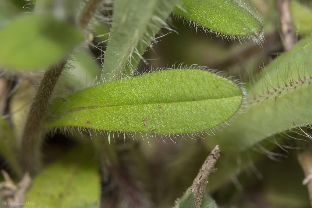Myosotis ramosissima subsp. ramosissima - Незабудка ветвистая