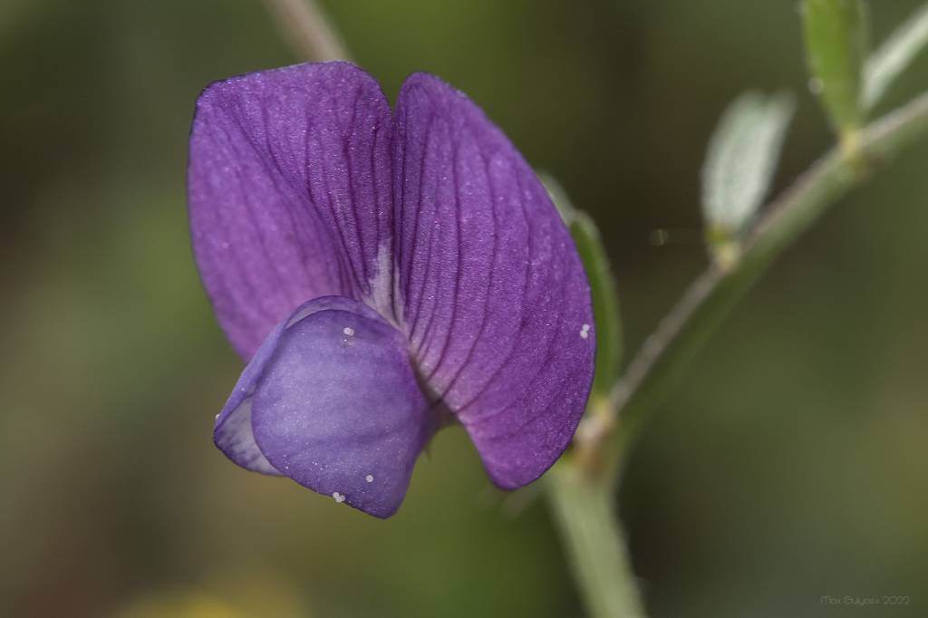 Vicia peregrina - Горошек иноземный