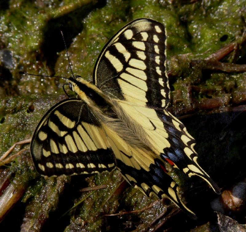 Papilio machaon - Парусник Махаон