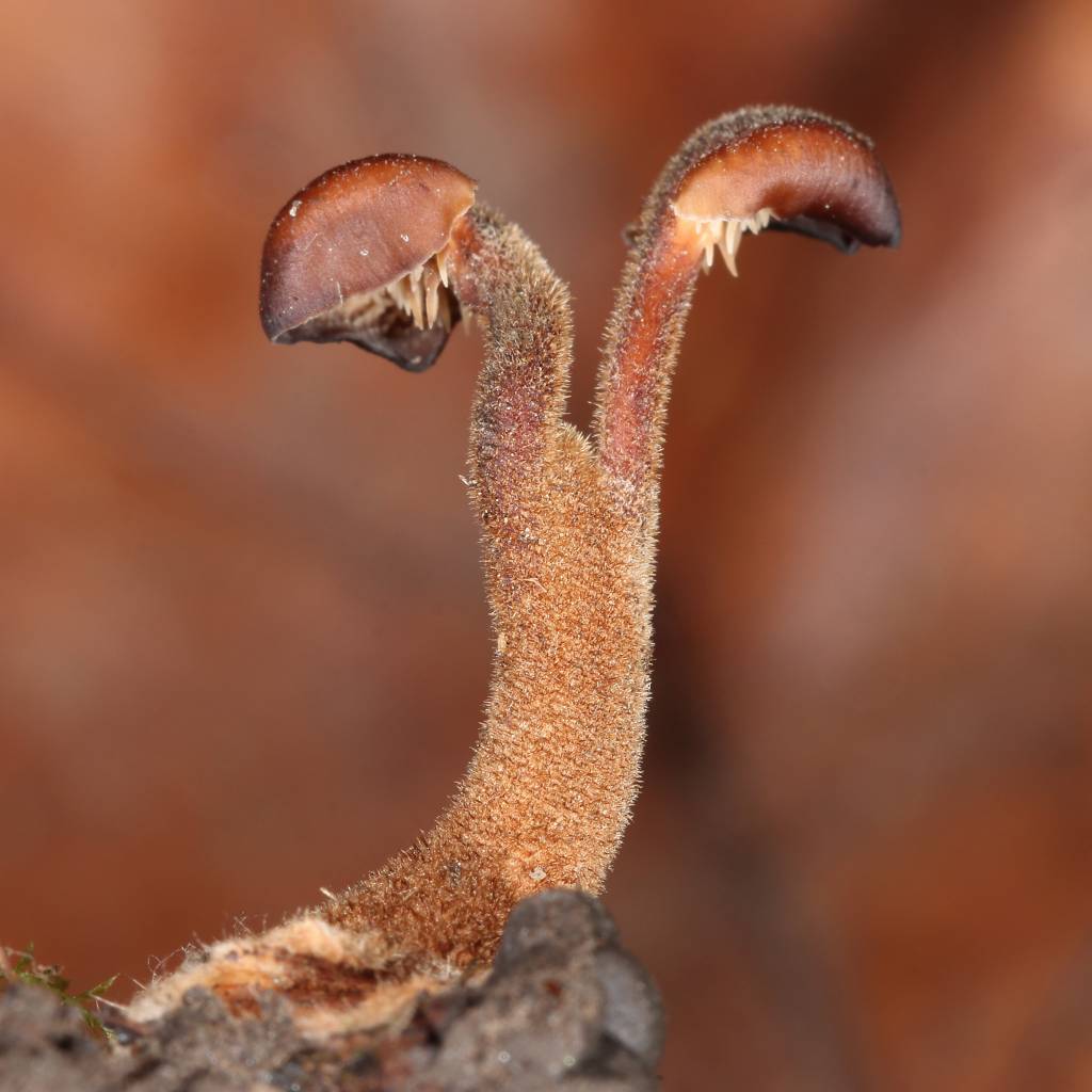 Auriscalpium vulgare - Аурискальпиум обыкновенный