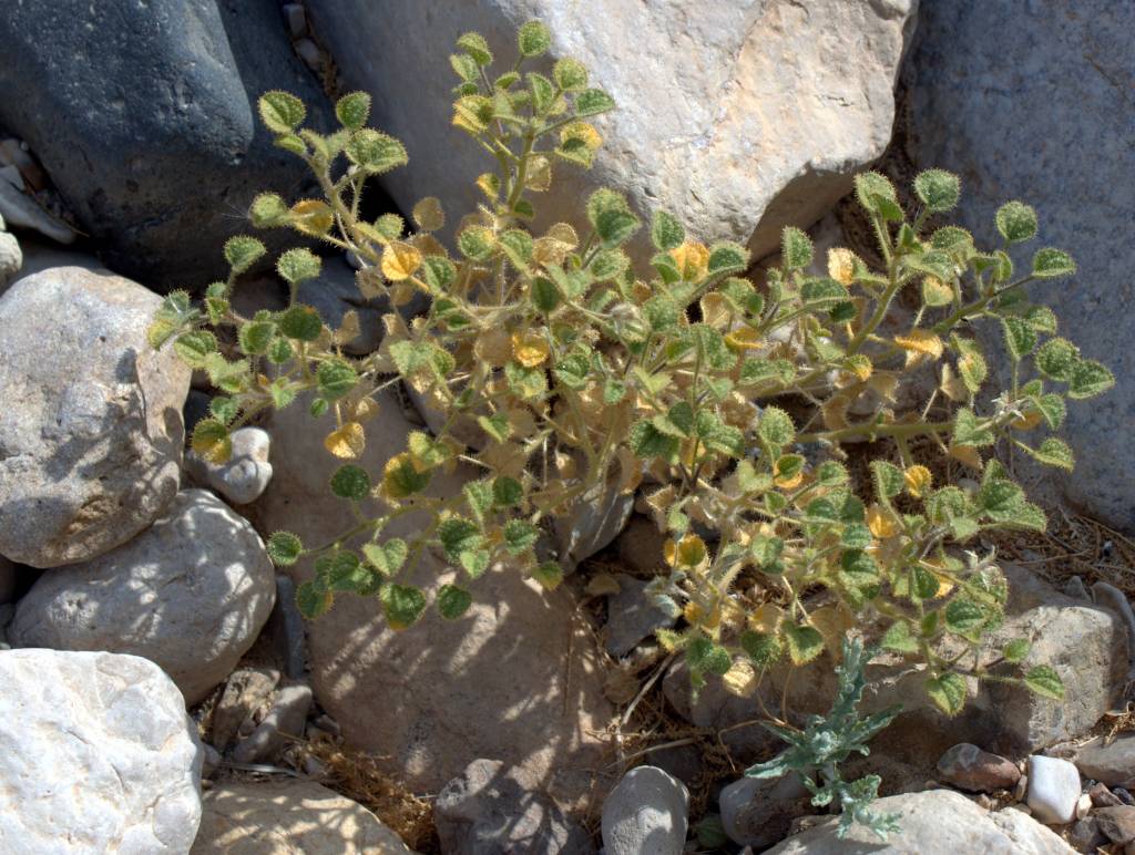 Cleome droserifolia - Клеоме росянколистная