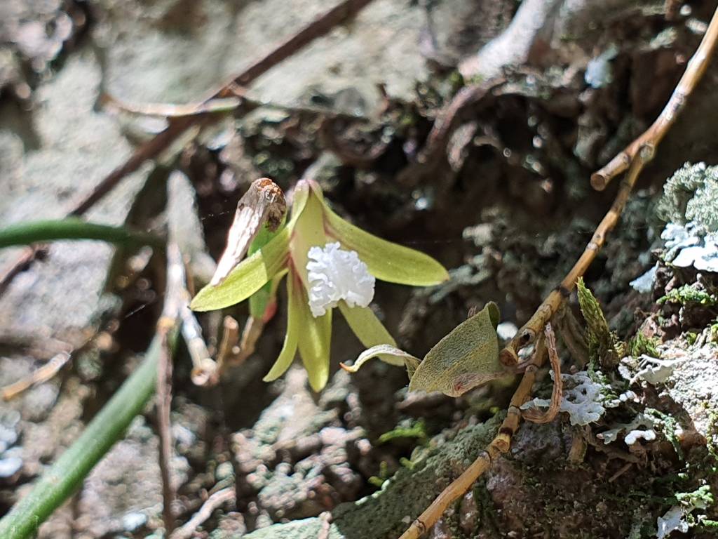 Dendrobium striolatum