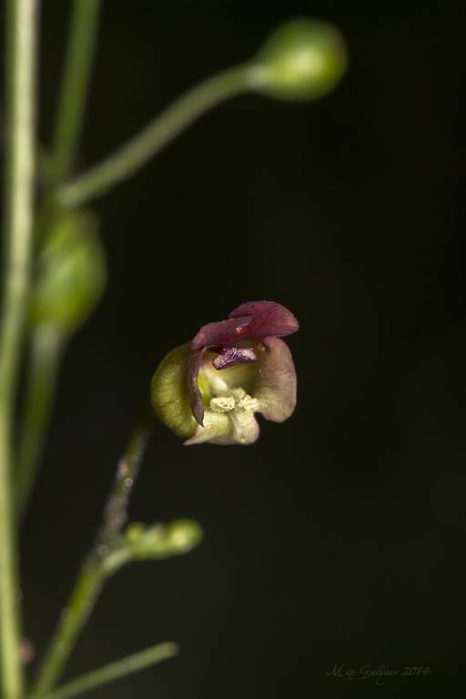 Scrophularia nodosa - Норичник узловатый, или Норичник шишковатый