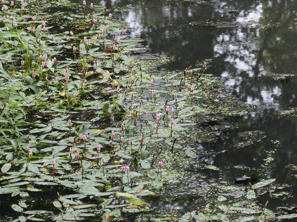 Persicaria amphibia - Горец земноводный