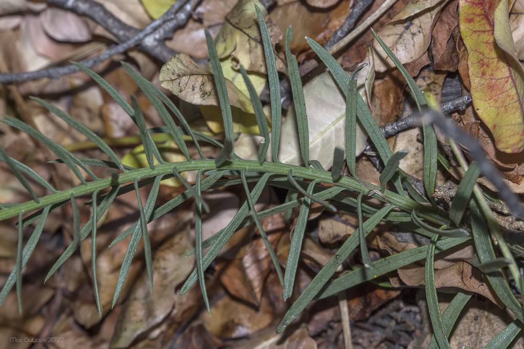 Galatella linosyris subsp. pontica - Солонечник понтийский