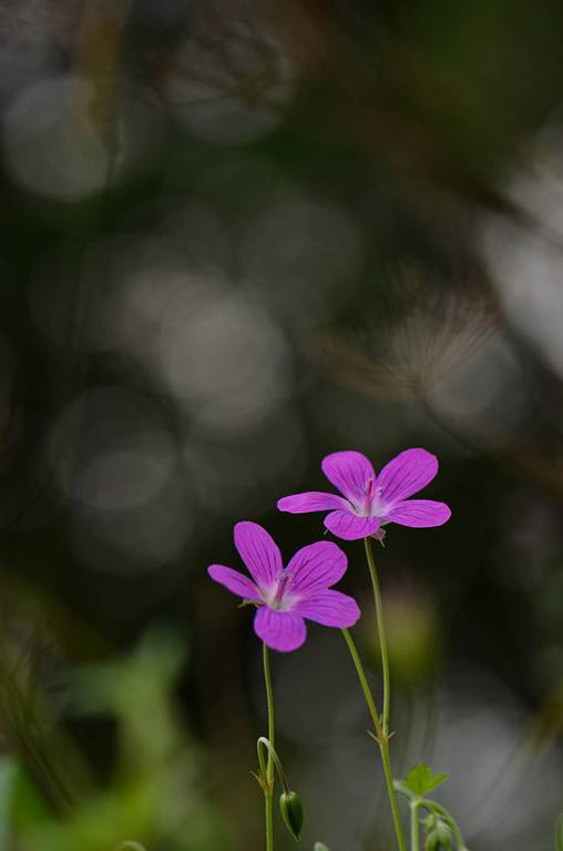 Geranium palustre - Журавельник болотный, Герань болотная