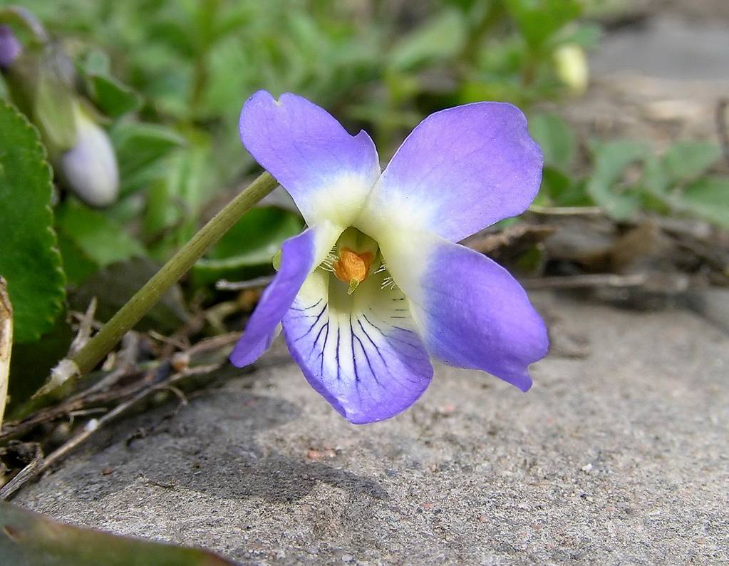Viola rupestris - Фиалка скальная