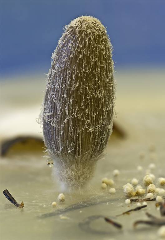 Coprinopsis lagopus - Навозник пушистый
