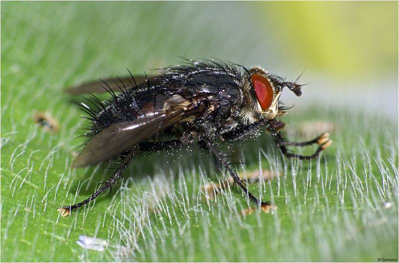 Семейство Настоящие мухи - Muscidae