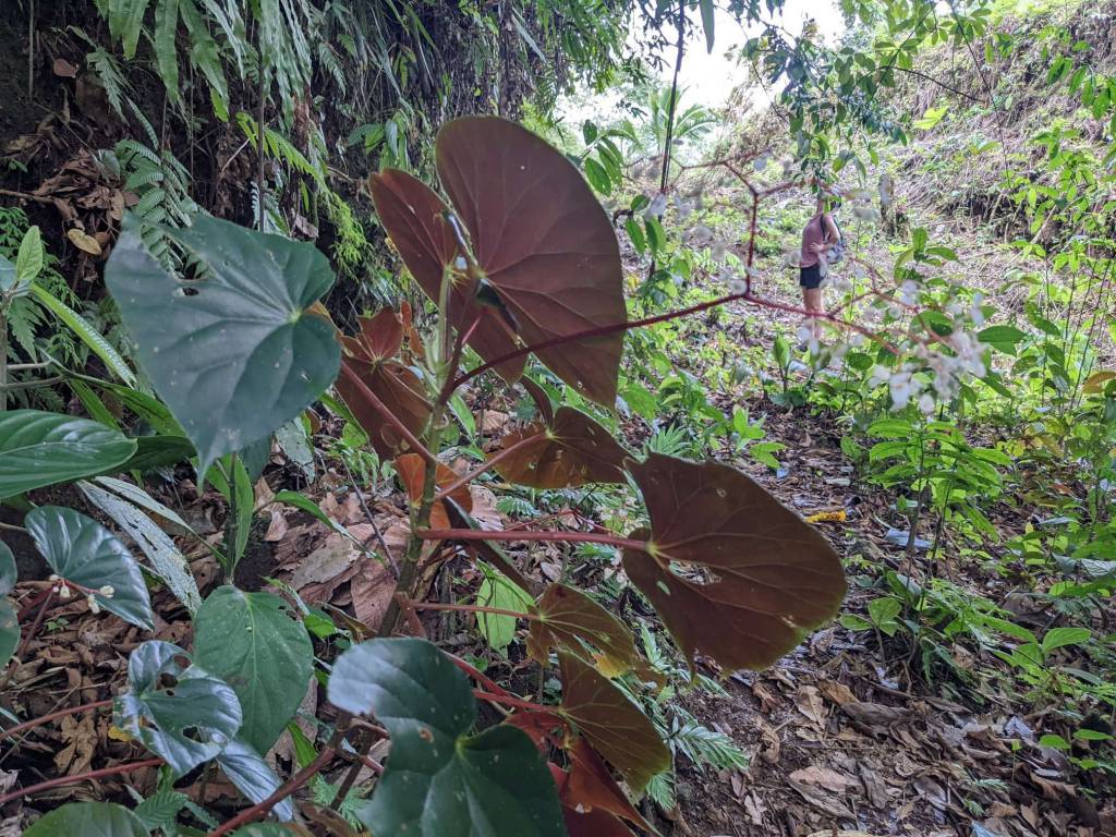 Begonia garagarana