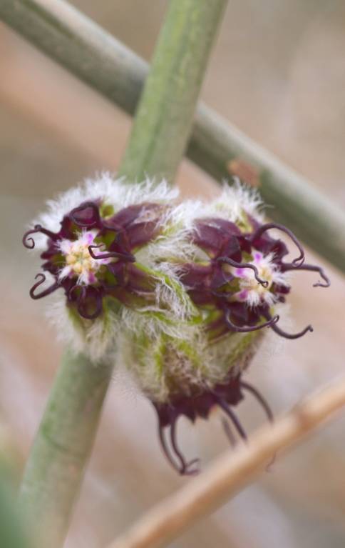 Periploca aphylla - Обвойник безлистный