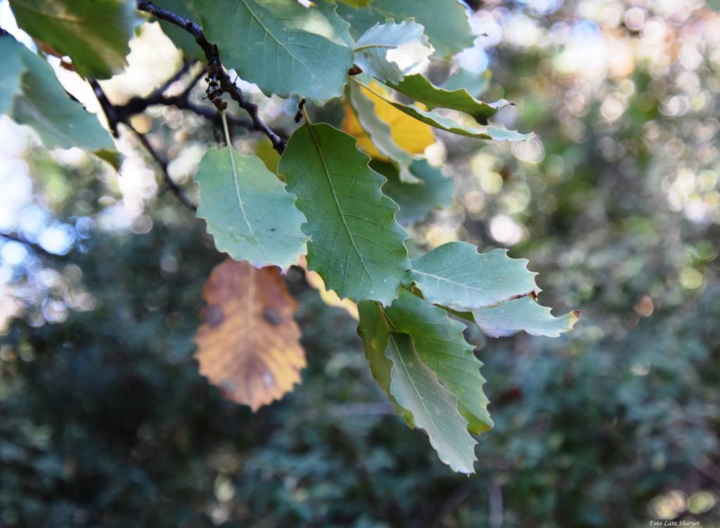 Quercus infectoria subsp. veneris - Дуб Буасье, Дуб араксинский