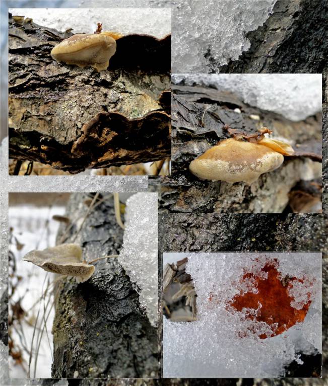 грибы в снежном лесу
