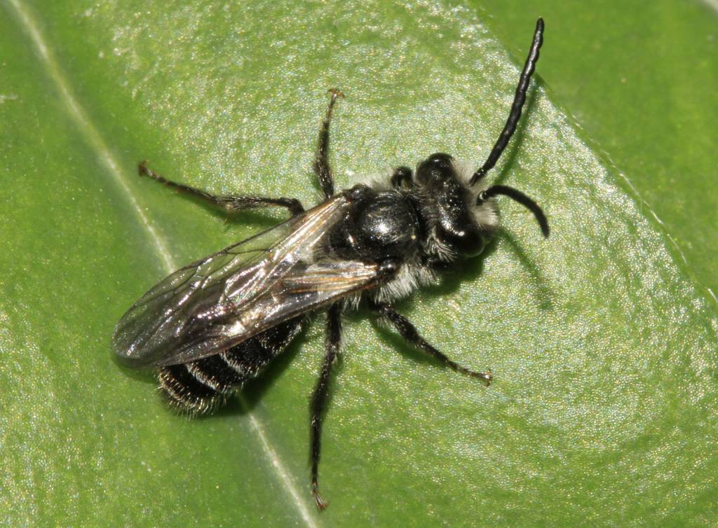 Andrena